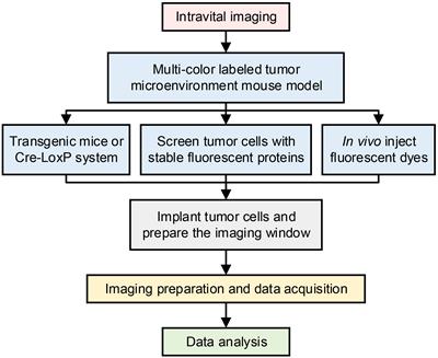 Intravital imaging of the functions of immune cells in the tumor microenvironment during immunotherapy